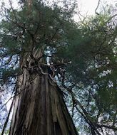 El Gran abuelo al sur de Chile podra ser el rbol ms viejo del mundo  