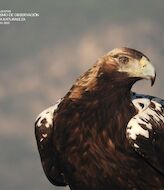 La Sierra Oeste de Madrid nueva sede del encuentro natureWatch  