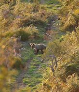 La Cordillera Cantbrica acoge a 370 ejemplares de osos pardos 