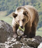 El paraso natural de Asturias hogar del oso pardo cantbrico  