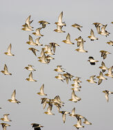 Los espacios naturales protegidos de las Islas Baleares hogar de 16000 aves acuticas  