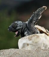 Nacen las primeras tortugas marinas en Palma  