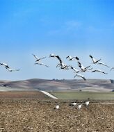 La Laguna de El Hito estrena Observatorio de aves para avistar las grullas  