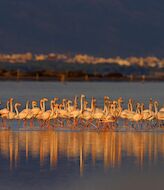 Por qu los humedales son clave para la biodiversidad de Espaa 