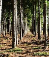 Colombia potencia en el sector forestal latinoamericano  