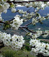 Quiero hacer contigo lo que la primavera hace con los cerezos  