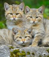 Las Lagunas de Ruidera acogen unas jornadas sobre el gato monts europeo  