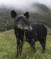 Sabes cul es la especie milenaria caracterstica de Latinoamrica 