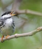 Por qu Colombia ha ganado el Global Big Day el da mundial para observar aves 