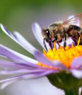 Por qu las abejas son fundamentales para las personas y el planeta 