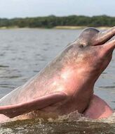 Investigadores logran escuchar a los delfines de ro del Amazonas 