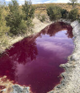 Sabes dnde est la laguna que se tie de rojo de manera natural  