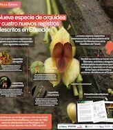 Descubren una nueva orqudea en Ecuador ptima para la biodiversidad andina 