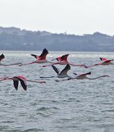 Ms de 70 especies de aves eligen los humedales de Baleares 