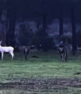 Avistan algo inslito en Doana un ejemplar albino de ciervo 