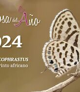 Laberinto africano elegida mariposa del ao 2024 