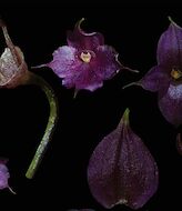 Per descubre a 3590 metros de altitud una hermosa orqudea violeta  