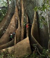 Sumama el rbol del Amazonas que conecta el cielo y la tierra  