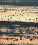 Observar las aves de Las Tablas de Daimiel en directo es posible  