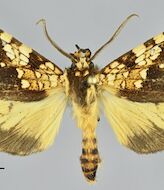 Descubren una nueva especie de mariposa en Machu Picchu 