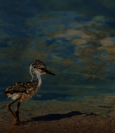 La Cuenca del Potiguar santuario ecolgico para aves playeras en Brasil 