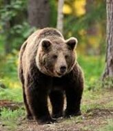 Osos con futuro proyecto para la adaptacin del oso pardo cantbrico