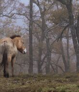 El Sistema Ibrico Sur a la vanguardia del movimiento de la renaturalizacin o rewilding en Espaa