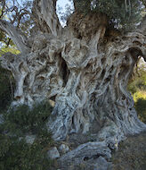 78 ejemplares forman el Catlogo de rboles singulares de Baleares 