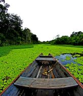 La deforestacin en la Amazona crece casi un 30  en un ao 