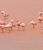 Los flamencos abandonan la colonia de cra en las Lagunas de Torrevieja 