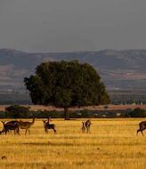 La Mancha invierte en reas de influencia de Cabaeros y Las Tablas de Daimiel 