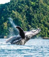 Las ballenas jorobadas llegan a las aguas ecuatorianas para formar familias 