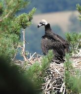 Veinte nuevos buitres negros vuelan en libertad en la Sierra de la Demanda 