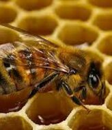 Un superalimento desarrollado en Colombia protege a las abejas de pesticidas 