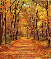 Los mejores parques naturales de Espaa para ver la cada de hojas del otoo 