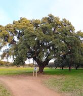 Villanueva de la Sierra celebra su tradicional Fiesta del rbol cacerea  