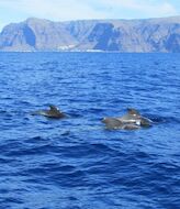Travesas ecotursticas para la observacin de cetceos en La Gomera 