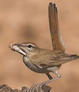 El alzacola rojizo ave del ao 2022 por SEOBirdLife 