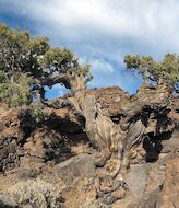 Un cedro del Parque Nacional del Teide rbol ms viejo de Europa 