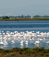El delta del Ebro registra 317425 ejemplares de 96 especies de aves acuticas 
