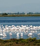 El delta del Ebro registra 317425 ejemplares de 96 especies de aves acuticas 