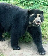 El oso andino guardin de los pramos y del agua se extiende en Colombia  