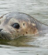 Aparece un ejemplar de foca gris en el Parque Natural Baha de Cdiz 