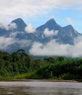 La Reserva Natural del Ro Amazonas alberga una nueva especie de rbol silvestre 