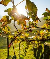 El Parlamento Europeo aprueba la Ley de Restauracin de la Naturaleza 