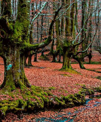 Los mejores bosques de España recuperan su esencia con la llegada del otoño