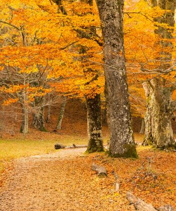 Los mejores bosques de España recuperan su esencia con la llegada del otoño