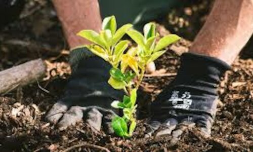 Valencia plantar 12000 rboles de 50 especies autctonas en sus parques naturales