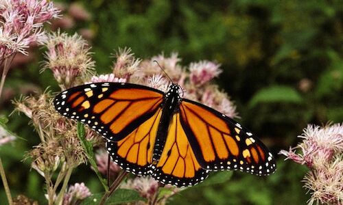 La presencia de la mariposa monarca en bosques mexicanos aumenta un 35 