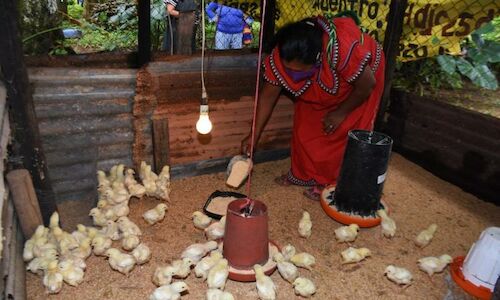 Las mujeres de Panam apuestan por los proyectos agrcolas sostenibles 